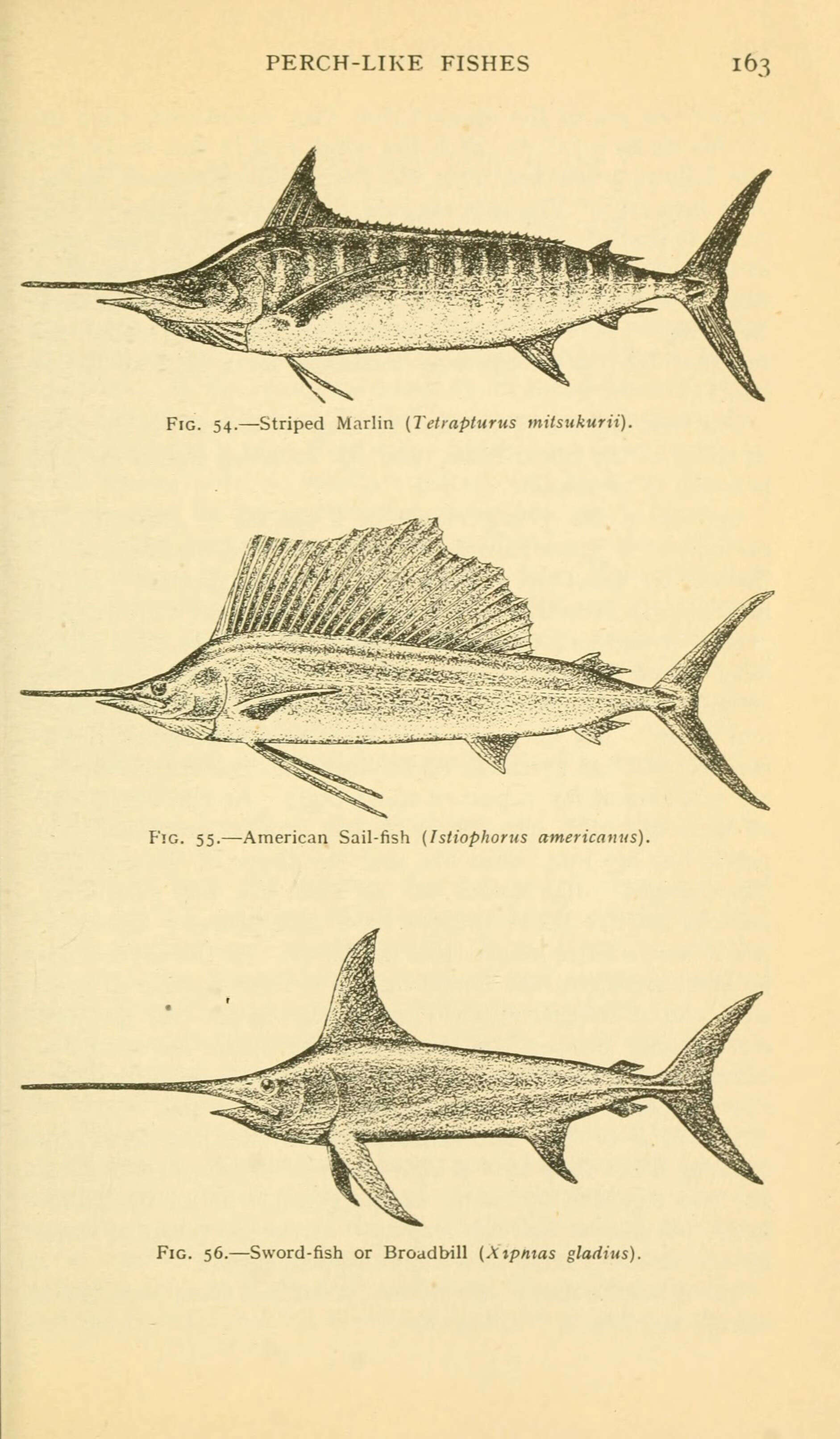 Image of Istiophoriformes