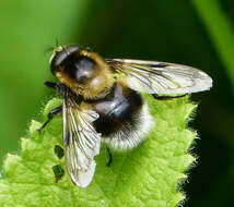 Volucella bombylans (Linnaeus 1758) resmi