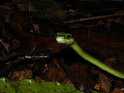 Image of Irregular Green Snake