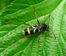 Image of Clytus