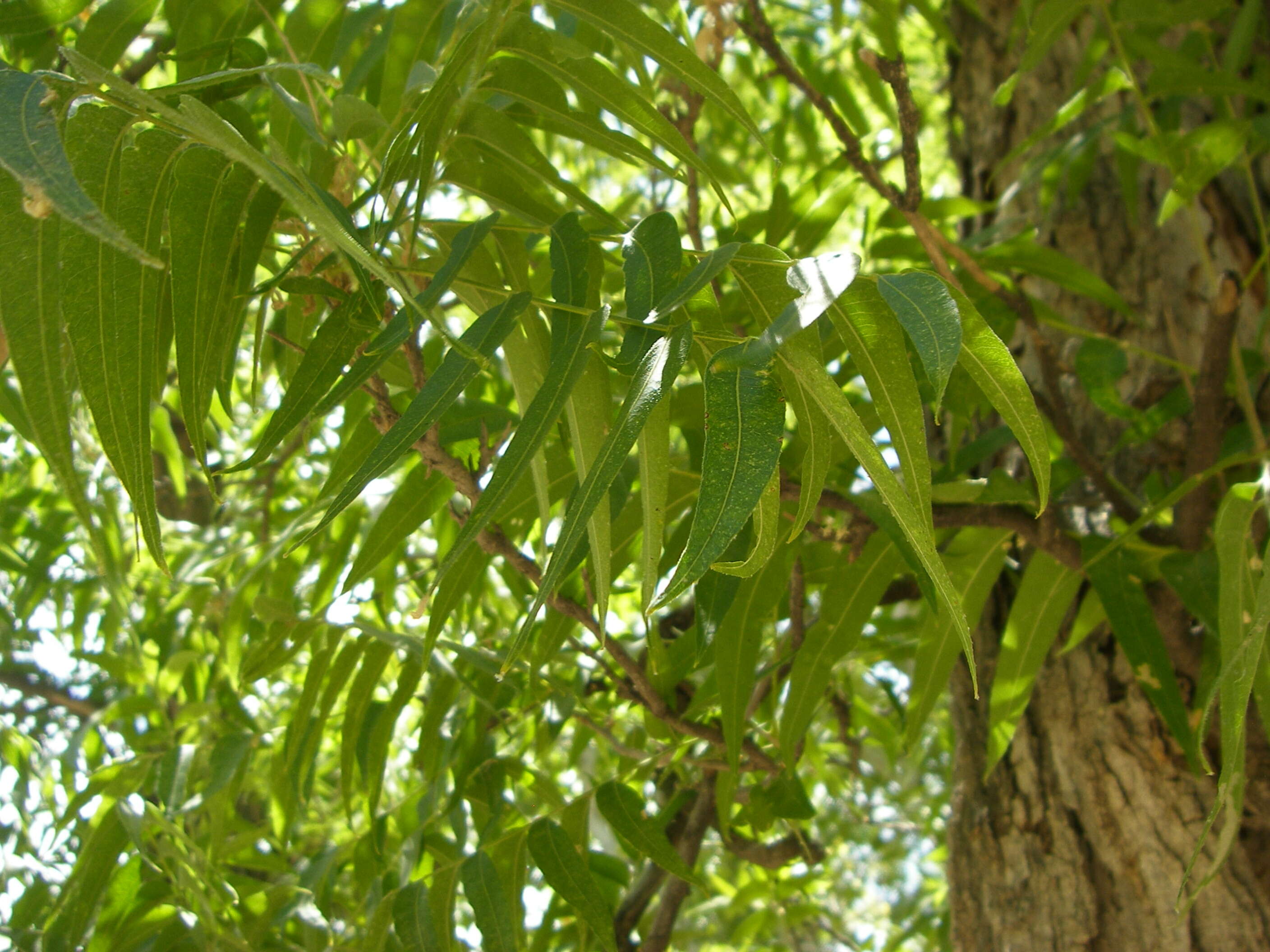 Image of wingleaf soapberry