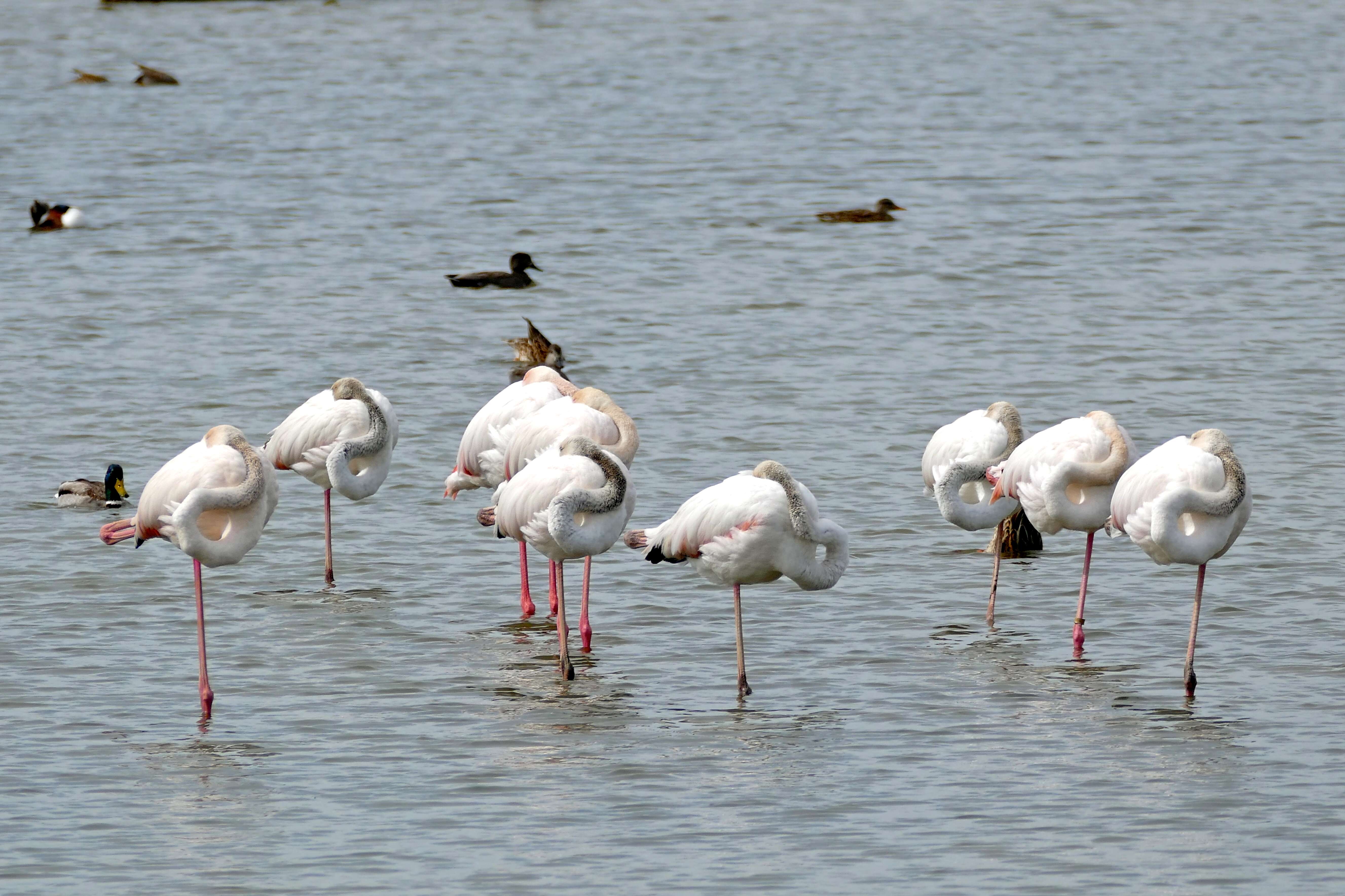 Imagem de Phoenicopterus roseus Pallas 1811