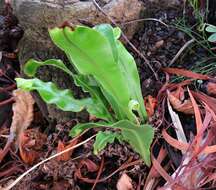 Imagem de Elaphoglossum alatum (Gaud.)