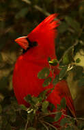 Image of Cardinalis Bonaparte 1838