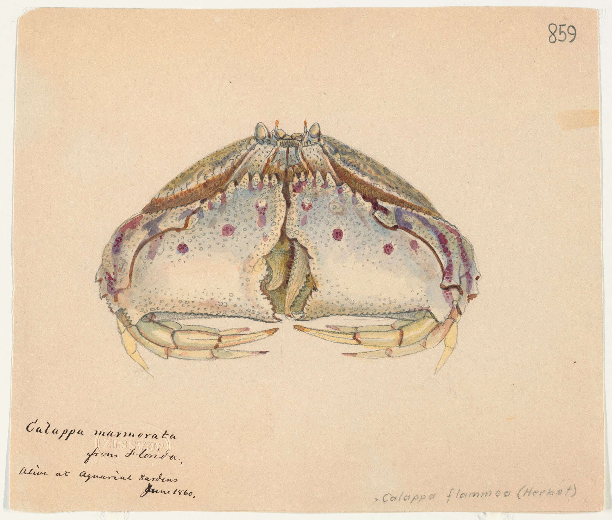 Слика од Calappoidea De Haan 1833