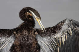 Image de Anhinga d'Australie