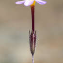 Image of Rattan's linanthus