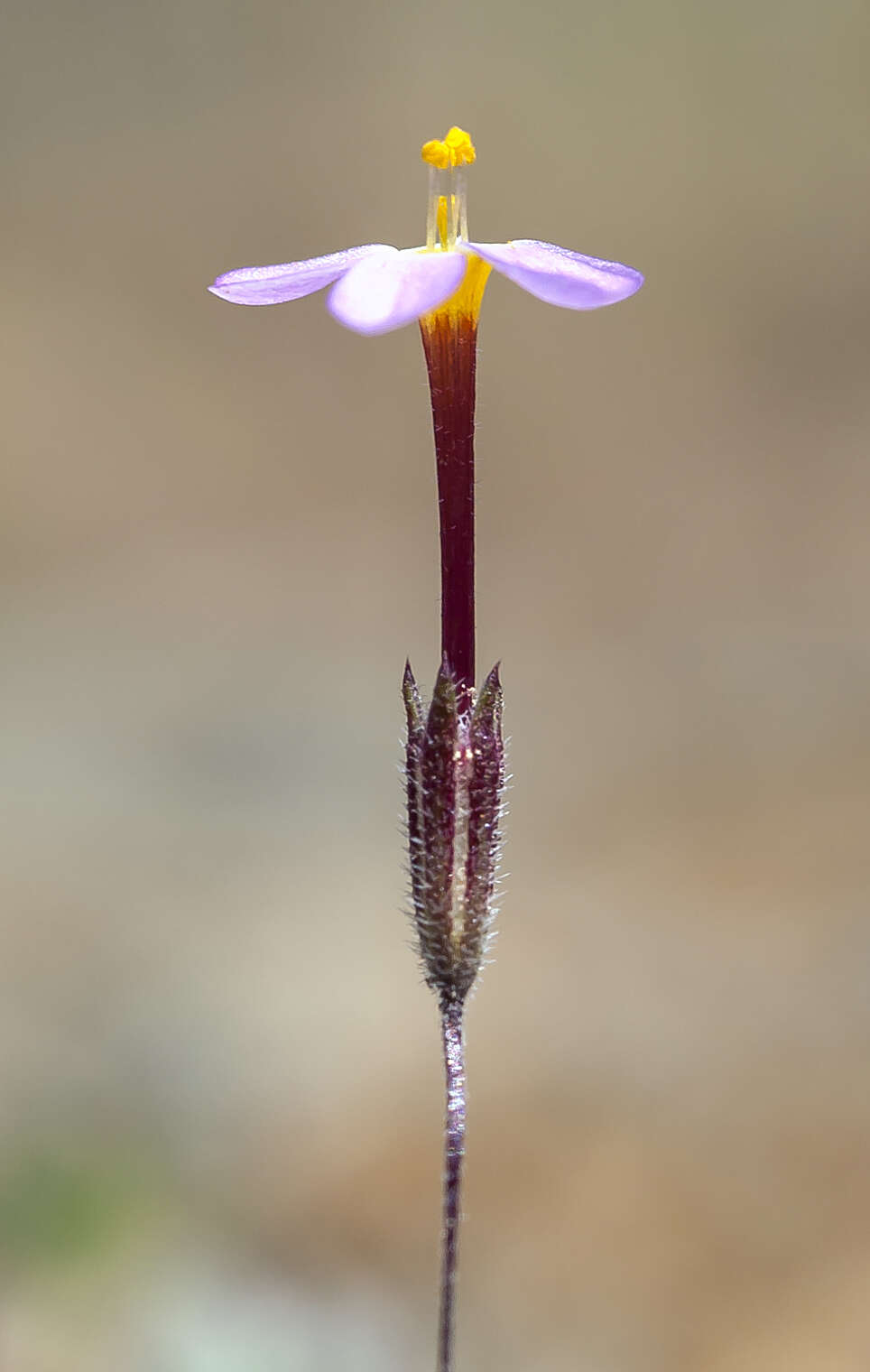 Plancia ëd Leptosiphon rattanii (A. Gray) J. M. Porter & L. A. Johnson