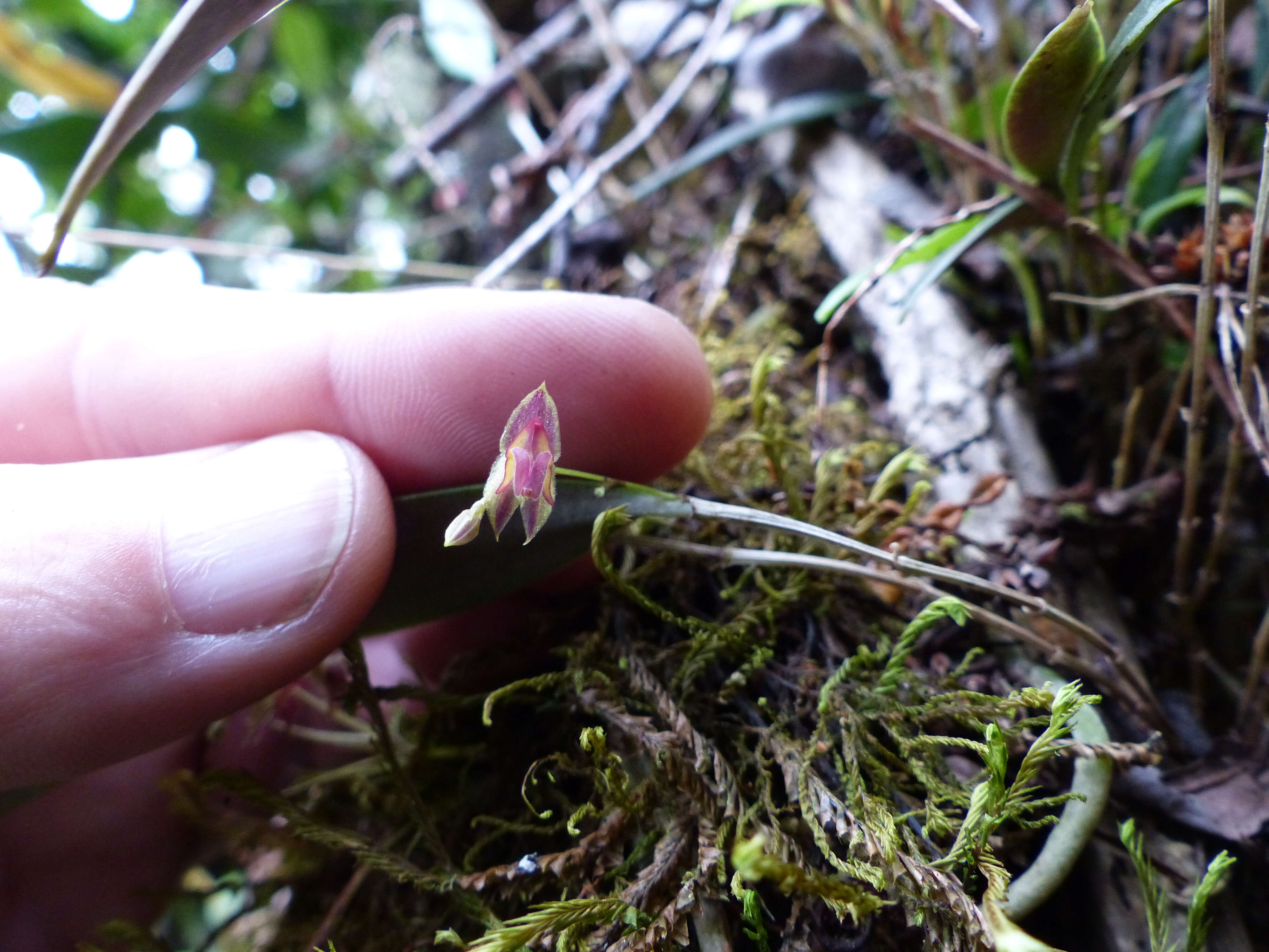 Image of Lepanthes monoptera Lindl.