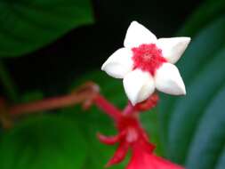 Image of red mussaenda