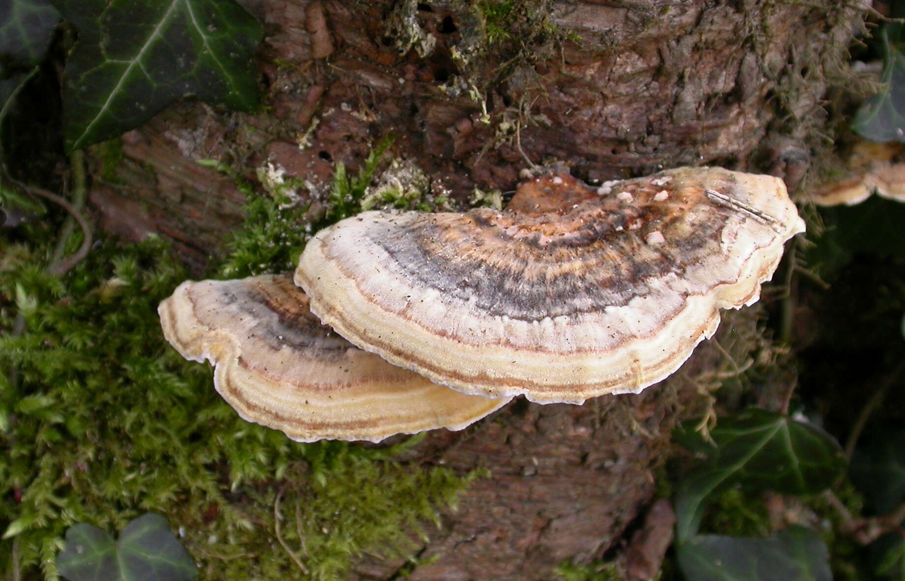 Image of Trametes