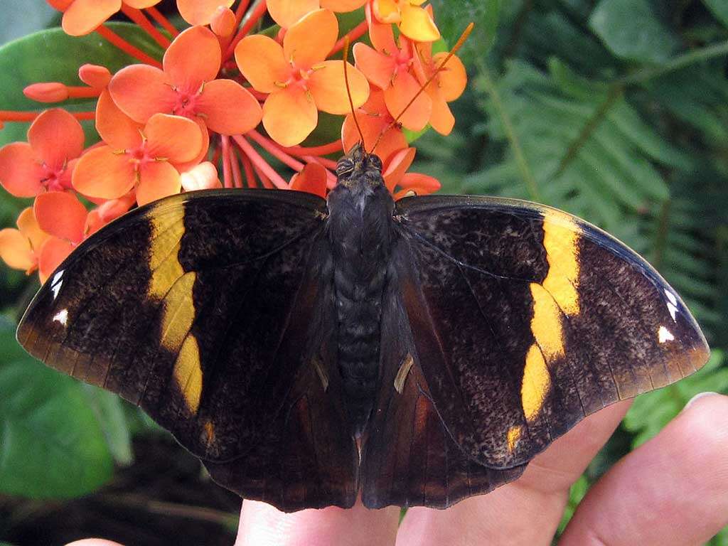 Image of Opsiphanes