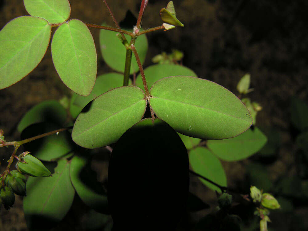 Image of Oxalis microcarpa Benth.