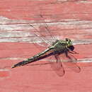 Image of Lilypad Clubtail