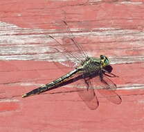 Image of Pond Clubtails
