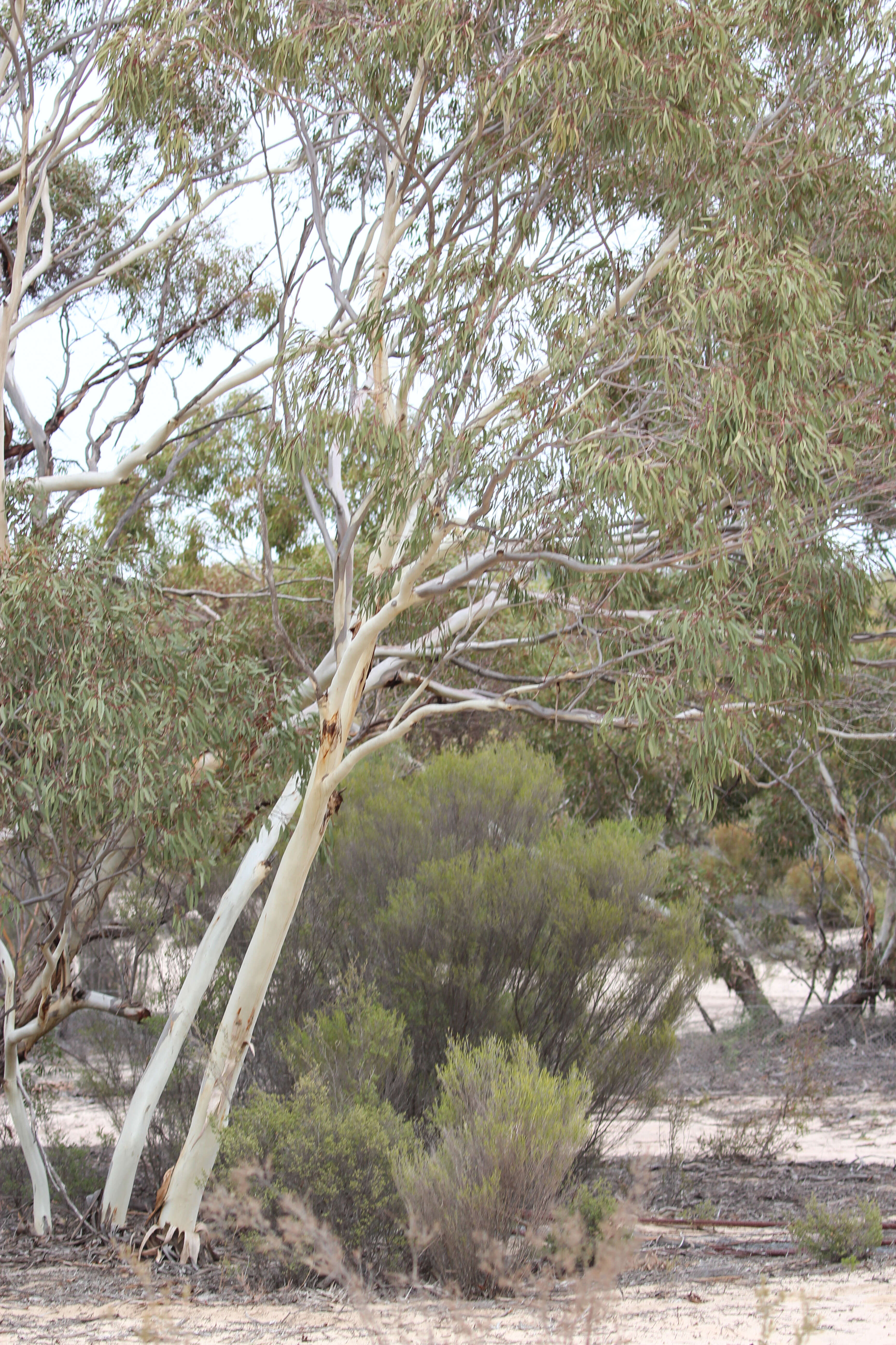 Imagem de Eucalyptus leucoxylon subsp. stephanae