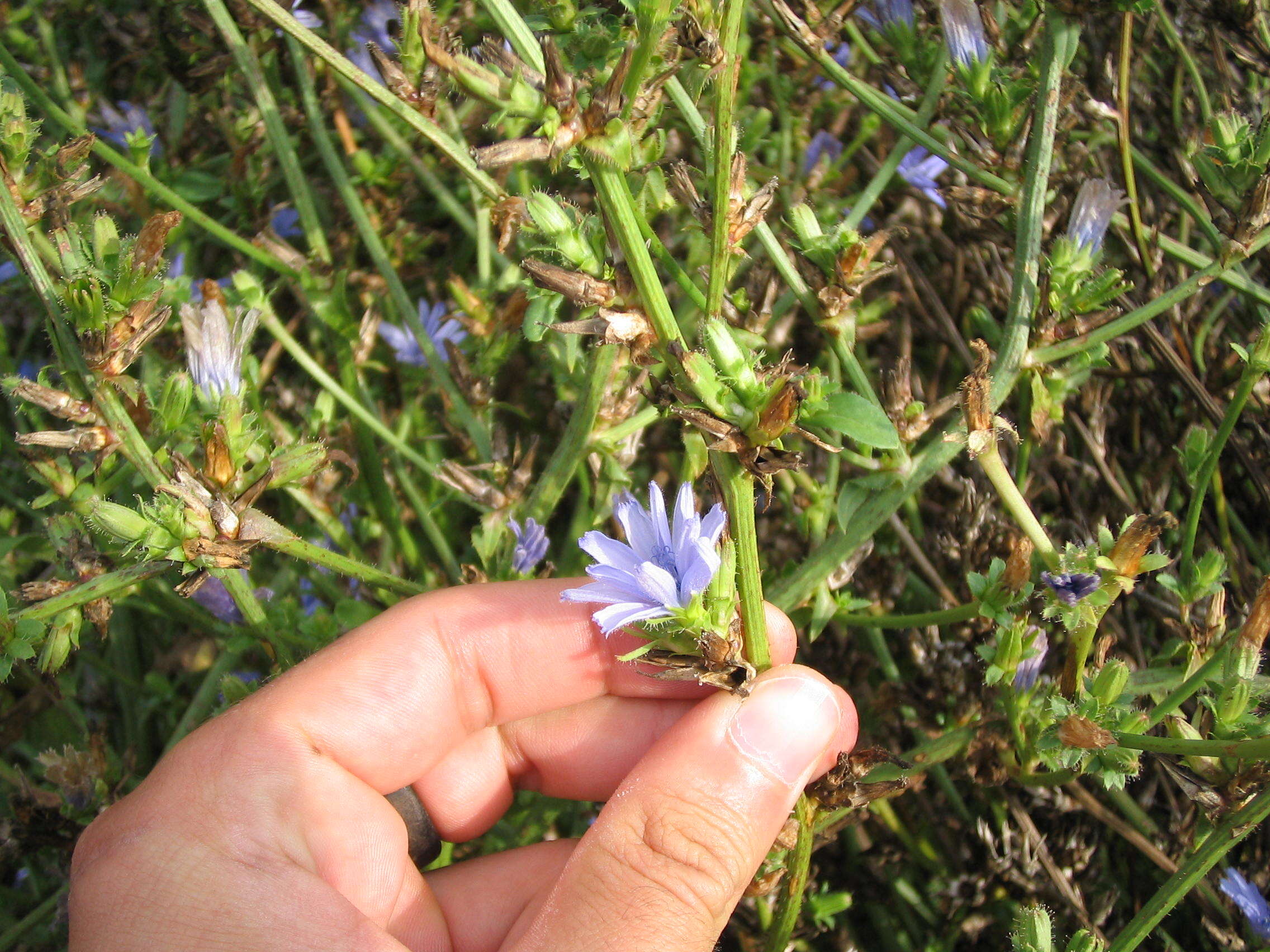 Image of chicory