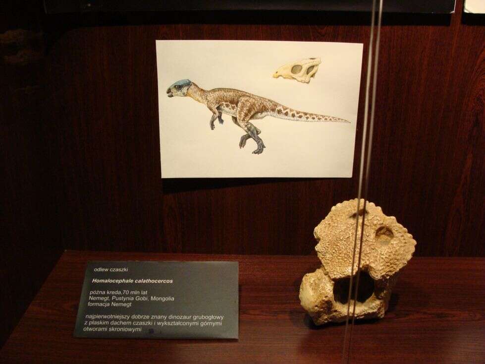 Image of Pachycephalosauria