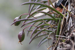 Imagem de Dendrobium striolatum Rchb. fil.