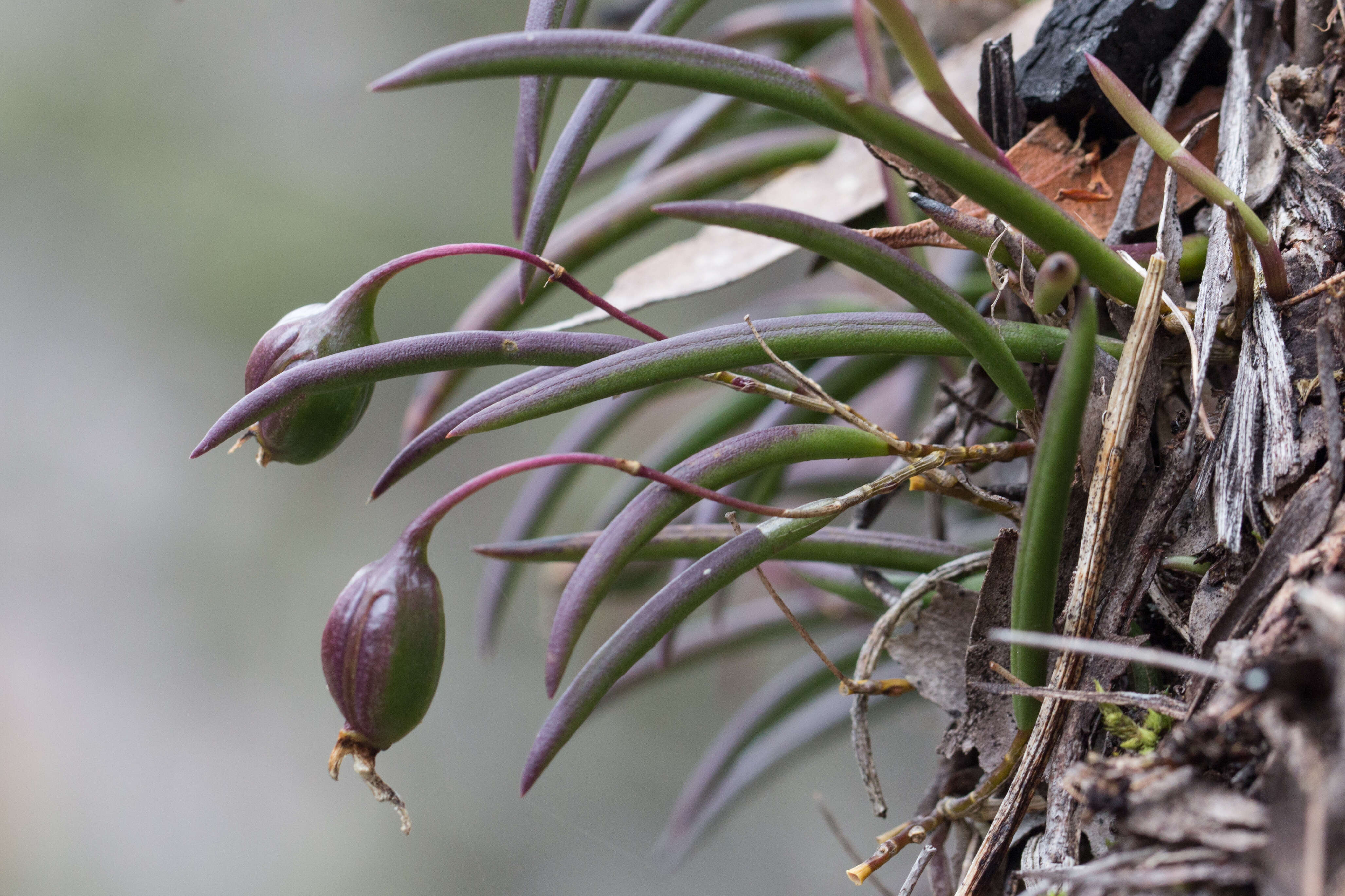 Image de Dendrobium striolatum Rchb. fil.