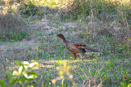 Image of Chestnut-bellied Guan