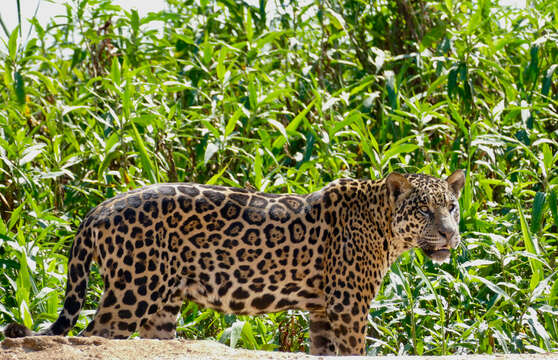 Image of Jaguar