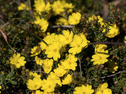 Image of Hibbertia riparia (R. Br. ex DC.) Hoogland