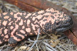 Image of beaded lizards