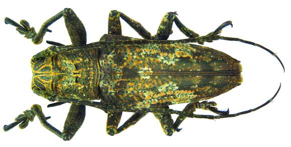 Image of Rhytiphora