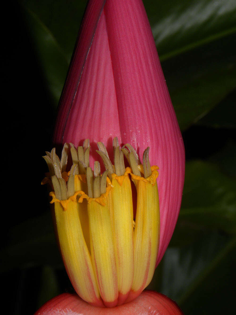 Image of hairy banana