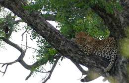 Image of Leopard