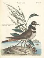 Image of Charadrius Linnaeus 1758