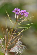 Image of rosebay willowherb