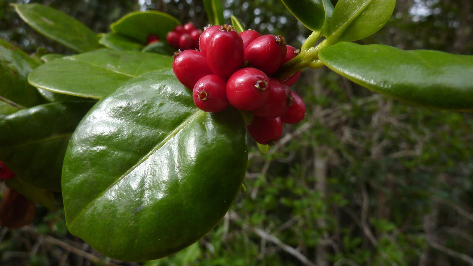 Imagem de Salzmannia nitida DC.