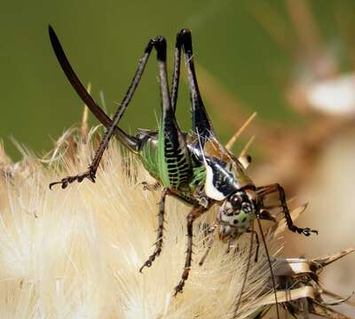 Image of Eupholidoptera schmidti (Fieber 1861)