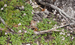 Image of Cordilleran Valerian