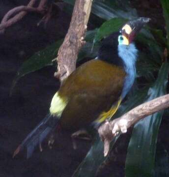 Image of Mountain toucan