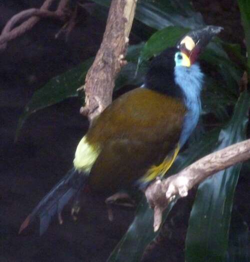 Image of Mountain toucan