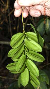 Dioscorea marginata Griseb.的圖片