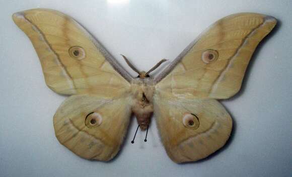 Image of Chinese Tasar Oak Moth