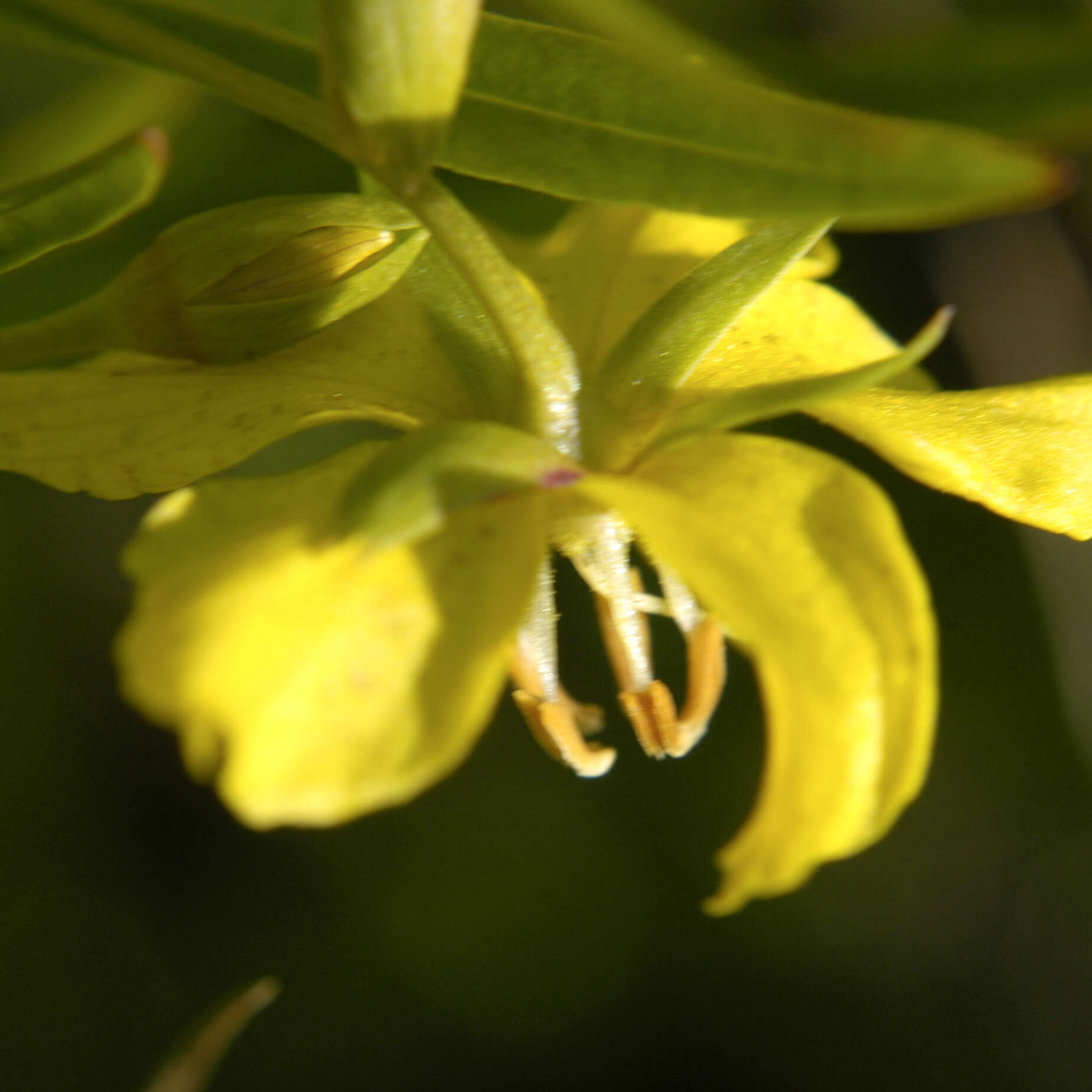 Image of fourflower yellow loosestrife