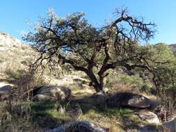 Image of Mexican Blue Oak