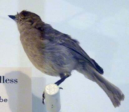 Image of Northern Beardless Tyrannulet