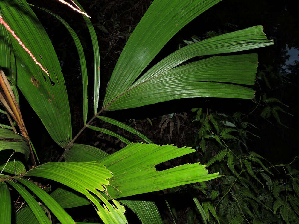 Reinhardtia latisecta (H. Wendl.) Burret的圖片