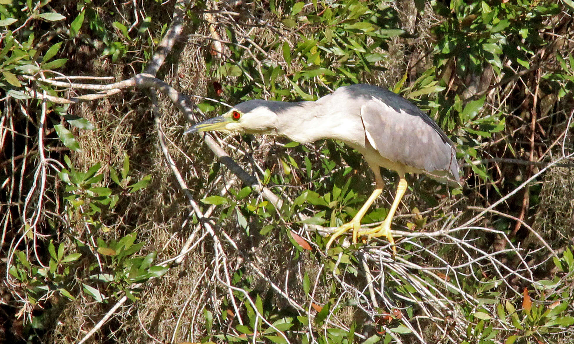 Image of Night Herons