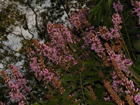 Image of Lonchocarpus macrophyllus Kunth