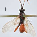 Image of Ichneumon vulneratorius Zetterstedt 1838