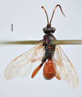 Image of Ichneumon