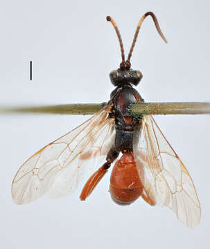 Sivun Ichneumon vulneratorius Zetterstedt 1838 kuva