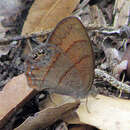 Image of Cyllopsis henshawi